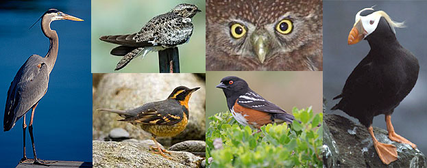 local bird variety