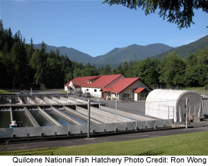 Quilcene National Fish Hatchery