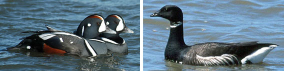 Harlequin Ducks and Black Brant