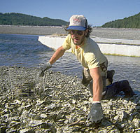 Gathering Quilcene Oysters