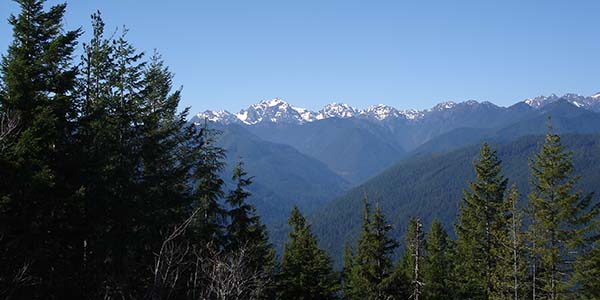 Mount Walker north viewpoint - trees downhill with foothills and mountains in distance on a clear day.